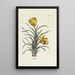 Reproductie van het schilderij Krokus - Carington Bowles