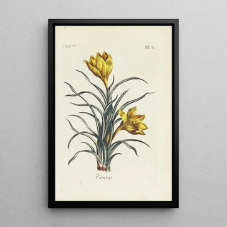 Carington Bowles - Crocus.webp