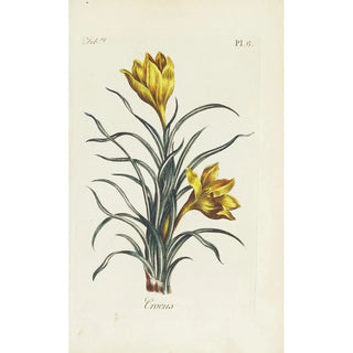 Carington Bowles - Crocus.webp