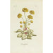 Ranunculus - Carington Bowles — weergave van het kunstwerk