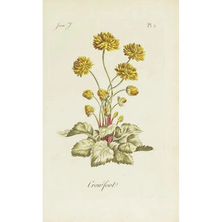 Carington Bowles - Crowfoot.webp