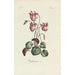Cyclamen - Carington Bowles — weergave van het kunstwerk