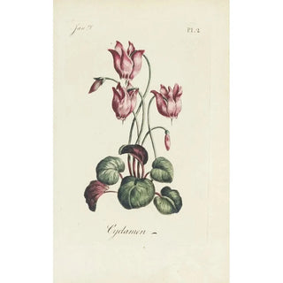 Carington Bowles - Cyclamen.webp