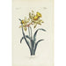 Reproductie van het schilderij Jonquille - Carington Bowles