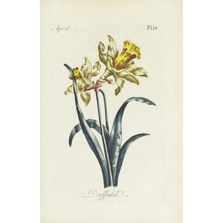 Carington Bowles - Daffodil.webp
