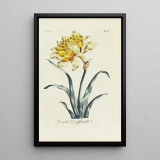Carington Bowles - Double Daffodill.webp