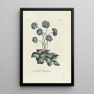 Carington Bowles - Double Hepatica.webp