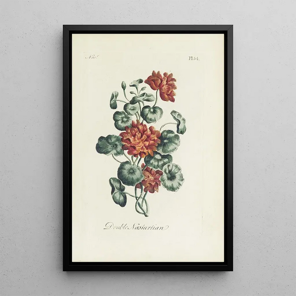 Carington Bowles - Double nasturtian.webp