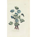 Violette double - Carington Bowles — weergave van het kunstwerk