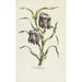 Fritillaire - Carington Bowles — weergave van het kunstwerk