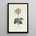 Reproductie van het schilderij Geranium - Carington Bowles