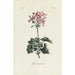 Reproductie van het schilderij Geranium - Carington Bowles
