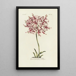 Carington Bowles - Guernsey lilly.webp