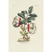 Helleborus - Carington Bowles — weergave van het kunstwerk