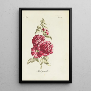 Carington Bowles - Hollyhock.webp