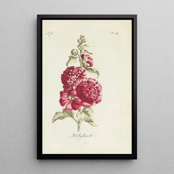 Carington Bowles - Hollyhock.webp