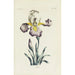 Reproductie van het schilderij Iris - Carington Bowles
