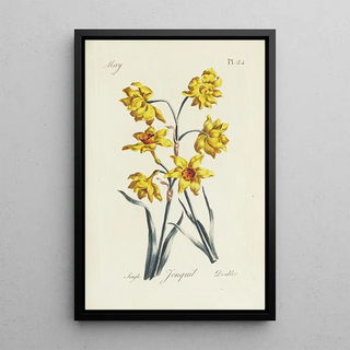Carington Bowles - Jonquil.webp