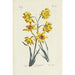 Reproductie van het schilderij Jonquille - Carington Bowles