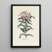 Reproductie van het schilderij Lychnis - Carington Bowles
