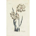 Narcissus - Carington Bowles — weergave van het kunstwerk
