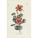 Reproductie van het schilderij Capucine - Carington Bowles