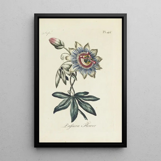 Carington Bowles - Passion flower.webp