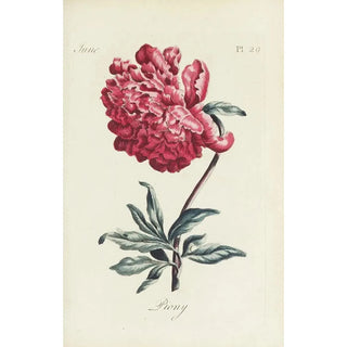 Carington Bowles - Piony.webp