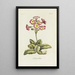 Polianthes - Carington Bowles — ingelijst kunstwerk aan de muur