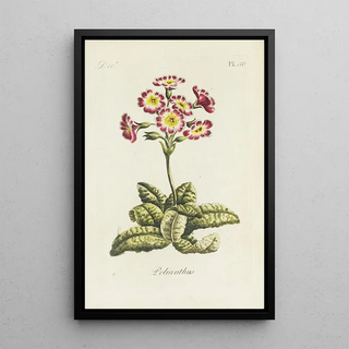 Carington Bowles - Polianthos.webp