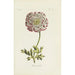 Ranunculus - Carington Bowles — weergave van het kunstwerk