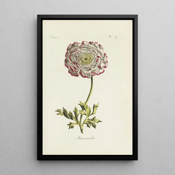 Carington Bowles - Ranuncula.webp