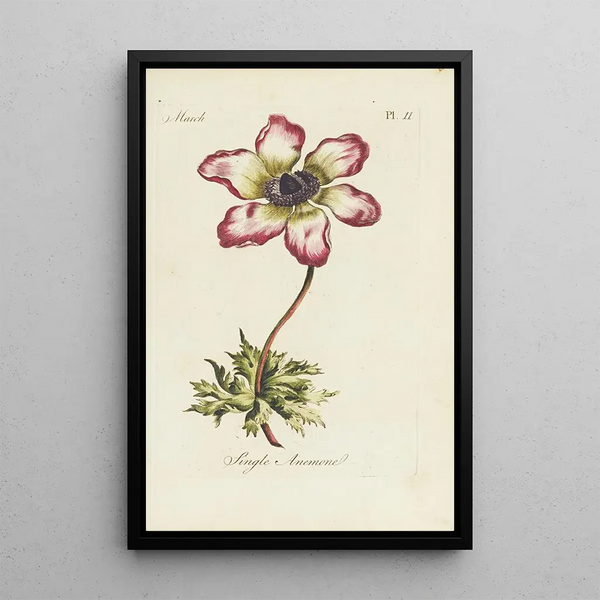 Carington Bowles - Single anemone.webp