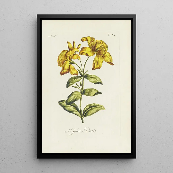 Carington Bowles - St Johns wort.webp
