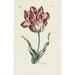 Tulpen - Carington Bowles — weergave van het kunstwerk