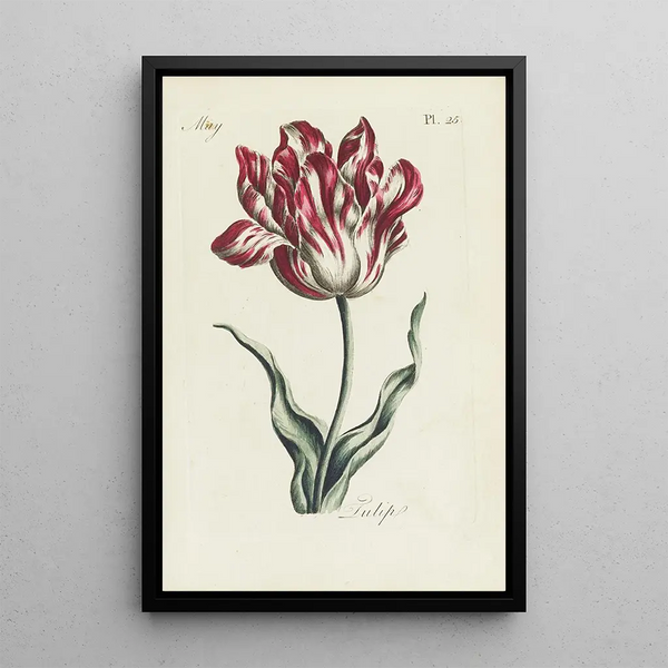 Carington Bowles - Tulip.webp