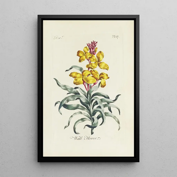 Carington Bowles - Wall Flower.webp