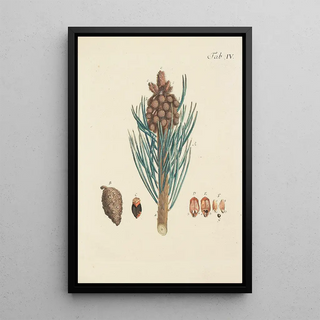 Carl Christoph Oelhafen von Schllenbach - Abbildung der wilden Bume Stauden und Buschgewchse Pl004.webp