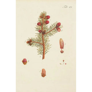 Carl Christoph Oelhafen von Schllenbach - Abbildung der wilden Bume Stauden und Buschgewchse Pl009.webp
