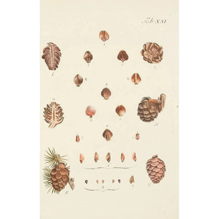 Carl Christoph Oelhafen von Schllenbach - Abbildung der wilden Bume Stauden und Buschgewchse Pl021.webp