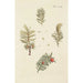Illustratie van wilde bomen, vaste planten en struiken Pl023 - Carl Christoph Oelhafen von Schöllenbach — weergave van het kunstwerk