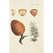 Illustratie van wilde bomen, vaste planten en struiken Pl027 - Carl Christoph Oelhafen von Schöllenbach — weergave van het kunstwerk
