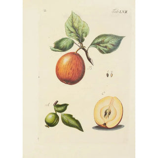 Carl Christoph Oelhafen von Schllenbach - Abbildung der wilden Bume Stauden und Buschgewchse Pl092.webp