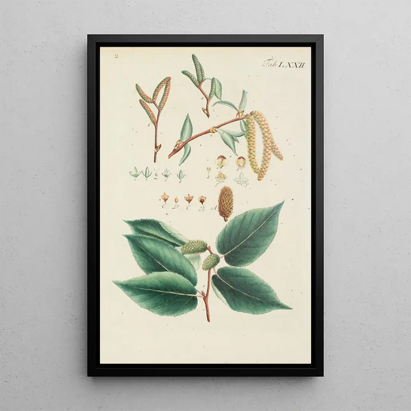 Illustratie van wilde bomen, vaste planten en struiken Pl108 - Carl Christoph Oelhafen von Schöllenbach