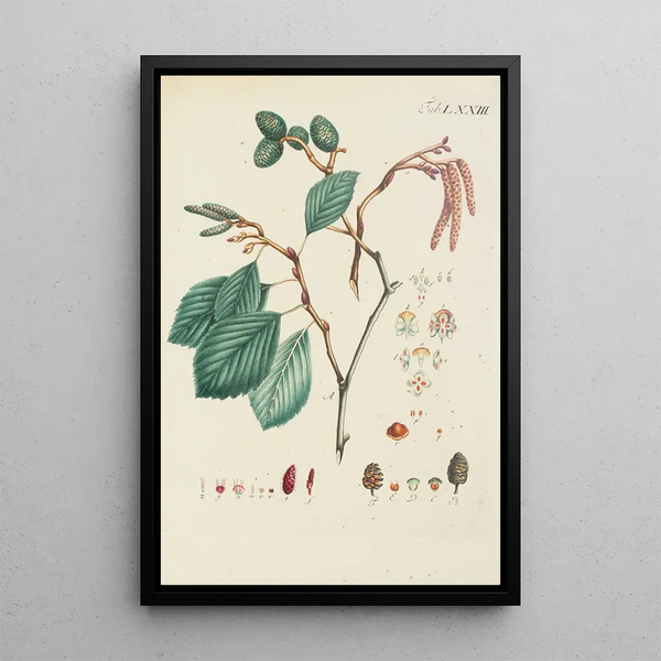 Illustratie van wilde bomen, vaste planten en struiken Pl109 - Carl Christoph Oelhafen von Schöllenbach — ingelijst kunstwerk aan de muur