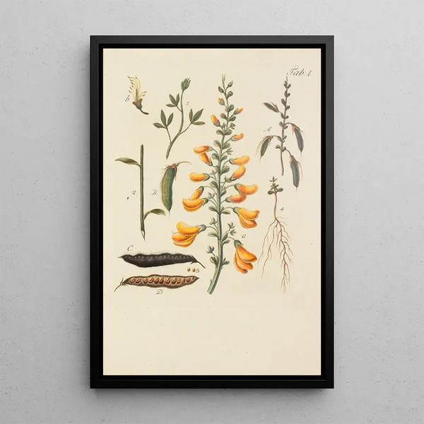 Illustratie van wilde bomen, vaste planten en struiken Pl112 - Carl Christoph Oelhafen von Schöllenbach