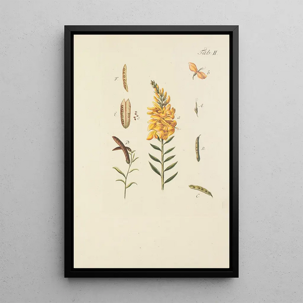Illustratie van wilde bomen, vaste planten en struiken Pl113 - Carl Christoph Oelhafen von Schöllenbach