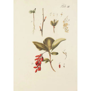 Carl Christoph Oelhafen von Schllenbach - Abbildung der wilden Bume Stauden und Buschgewchse Pl114.webp