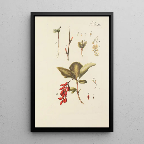Illustratie van wilde bomen, vaste planten en struiken Pl114 - Carl Christoph Oelhafen von Schöllenbach — ingelijst kunstwerk aan de muur