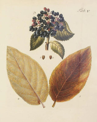 Carl Christoph Oelhafen von Schllenbach - Abbildung der wilden Bume Stauden und Buschgewchse Pl116.webp